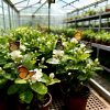 🔥LAST DAY Promotion 39% OFF🌸Beautiful Jasmine Potted Plant( Can be planted in winter)🌸