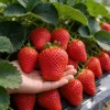 🔥LAST DAY Promotion 20% OFF🌱Giant Strawberry Seed Hardy Perennial Herb🌱