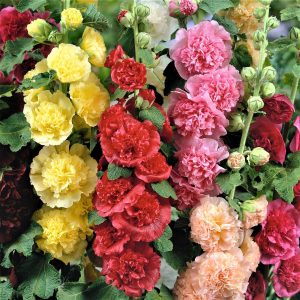 🌺Double Hollyhock Seeds🌺